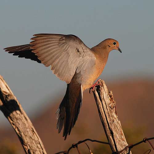 dove-hunting-minnesota