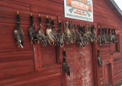 duck-hunting-guides-minnesota