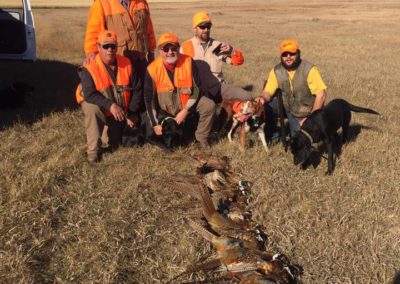 pheasant-hunting-guides-minnesota