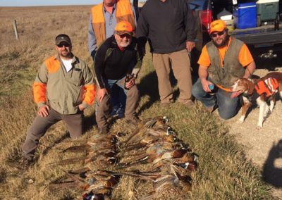pheasant-hunting-guides-minnesota